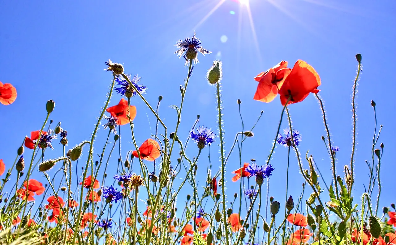 poppies on the meadow